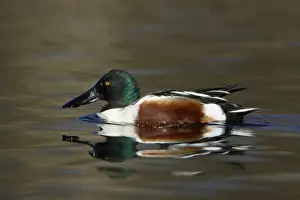 Shoveler Prints: Shoveler - Male on lake, spring-time. Hessen, Germany