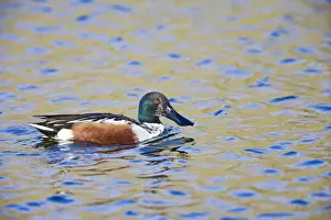 Shoveler Prints: Shoveler - male - water Bedfordshire UK 005439