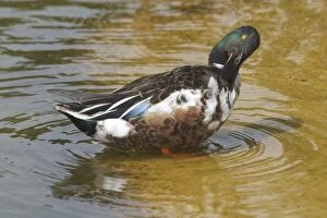 Images Dated 10th June 2005: Shoveler preening. - Male. Part of the waterfowl collection, at Het Zwin Nature Reserve