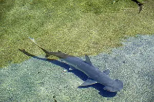Shovelhead / Bonnet / Bonnethead Shark