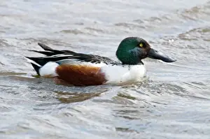 Ducks Prints: Shoveller - drake - Marshside RSPB Reserve - Southport - Lancashire - UK