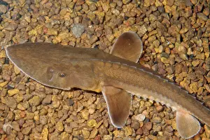 Freshwater Prints: Shovelnose Sturgeon Mississippi River Basin, USA