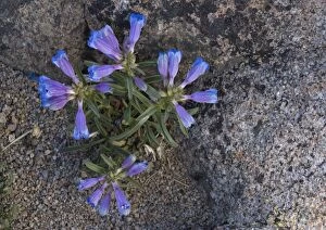 Images Dated 8th July 2005: Showy Penstemon -at 10, 000 ft in the Sierra Nevada, on granite grit