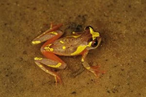 New images february/shreves sarayacu treefrog clown tree frog