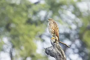 Shrika - Keoladeo Ghana National Park - Bharatpur - Rajasthan - India BI018288
