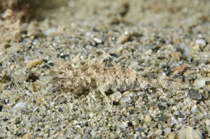 Shrimp - camouflaged on sand - Night dive, Dili
