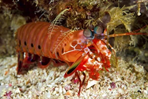 Anemone Gallery: Shrimp on ocean floor, Raja Ampat Islands