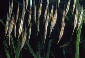 Images Dated 9th November 2007: Shrimp / Razor Fish Papua New Guinea, Indo Pacific
