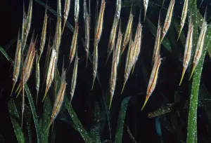 Shrimp / Razor Fish Papua New Guinea, Indo Pacific