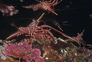 Behavour Prints: Shrimp - this species usually occurs in large numbers living in small caves