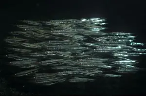 Shrimpfishes / Razorfishes - They swim in small synchronrized groups, each fish in a horozontal position. They can swim in a vertical posture. They are related to the pipefishes. Komodo Island, Indonesia