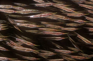 Images Dated 30th December 2005: Shrimpfishes - They swim in small synchronrized groups, each fish in a horozontal position