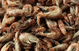 Shrimps Prints: Shrimps freshly caught on boat North Sea
