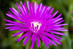 Shrubby Mesemb flower - close up