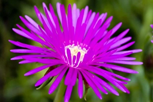 Images Dated 7th September 2006: Shrubby Mesemb flower - close up. Commonly cultivated, especially as rockery plants; drought