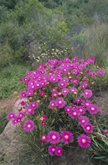 Mesemb Prints: Shrubby Mesemb - flowering after heavy spring rains Eastern Cape