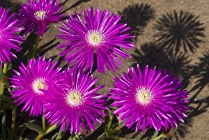 Images Dated 9th September 2006: Shrubby Mesemb flowers - commonly cultivated, especially as rockery plants; drought resistant