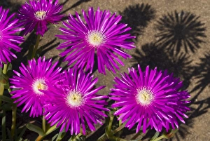 Images Dated 9th September 2006: Shrubby Mesemb flowers - commonly cultivated, especially as rockery plants; drought resistant