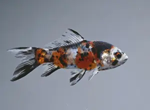 Goldfish Prints: Shubumpkin BB 380 © John Daniels / ARDEA LONDON