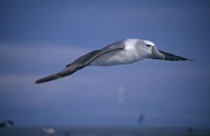 Images Dated 20th May 2004: Shy Albatross aka White-capped Albatross In flight Kaikoura, New Zealand