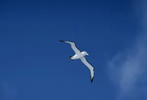 Shy Albatross aka White-capped Albatross In Flight