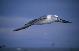 Shy Albatross aka White-capped Albatross In flight Kaikoura, New Zealand
