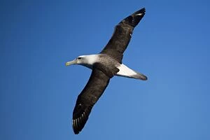 Shy Albatross in flight