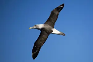 Shy Albatross in flight At sea off Eden, New South Wales, Australia