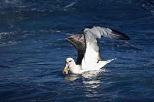 Shy Albatross with food - At sea