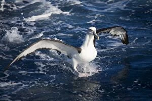 Images Dated 30th March 2008: Shy Albatross landing At sea off Eden, New South Wales, Australia