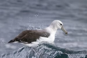 Images Dated 20th May 2012: Shy Albatross / Mollymawk - riding a wave on the sea