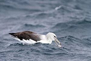 Images Dated 20th May 2012: Shy Albatross / Mollymawk - sitting on the sea eating prey