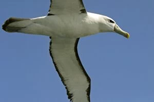Shy / White-capped Albatross