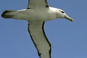 Shy / White-capped Albatross Off Eaglehawk Neck, eastern Tasmania, Australia