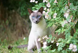 With Flowers Prints: Siamese Blue Point Cat - sitting in garden