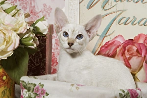 Cat - kitten in basket
