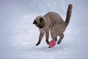 Siamese cat - chocolate point playing with ball in snow