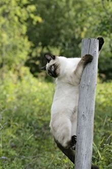Posts Gallery: Siamese Cat climbing fencepost