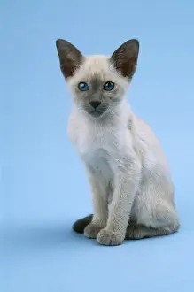 Siamese Cat Kitten 10 weeks