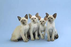 Siamese Cat - kittens sitting in a row