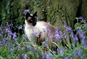 Images Dated 26th February 2009: Siamese Cat - Seal Point