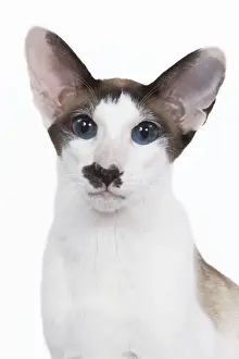 Siamese Cat - seal point & white