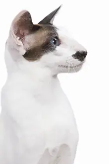 Siamese Cat - seal point & white with moustache