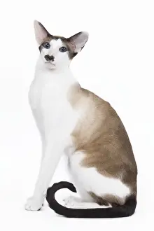 Siamese Cat - seal point & white with moustache