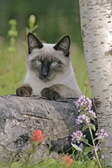 Behind Gallery: Siamese Cat sitting in grass behind log, watching