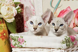 Cat - kitten in basket
