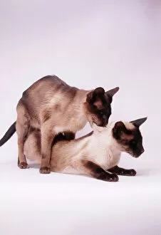 Siamese cats - mating