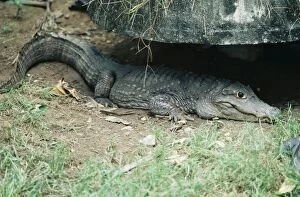 Images Dated 18th January 2005: Siamese Crocodile