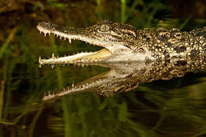 Siamensis Gallery: Siamese Crocodile, Crocodylus siamensis