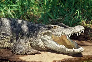 Malaysia Prints: Siamese Crocodile - mouth open. Endangered. Malay Peninsula, Southeast Asia